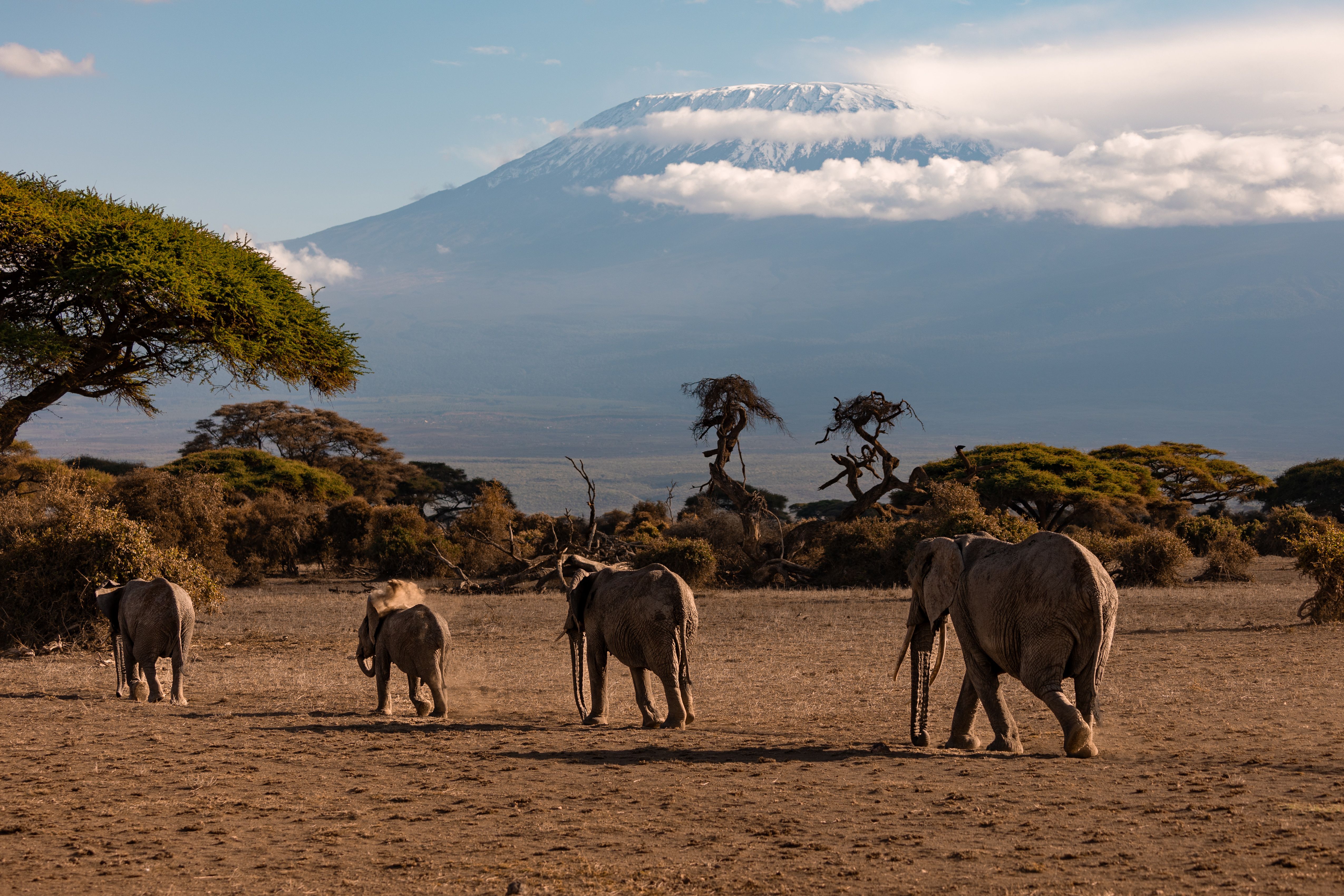 Amboseli - Golden light